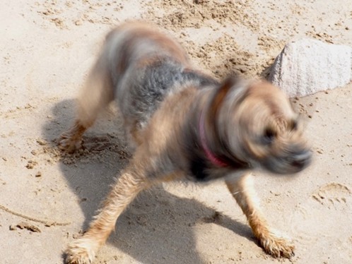 dog shaking water from its body
