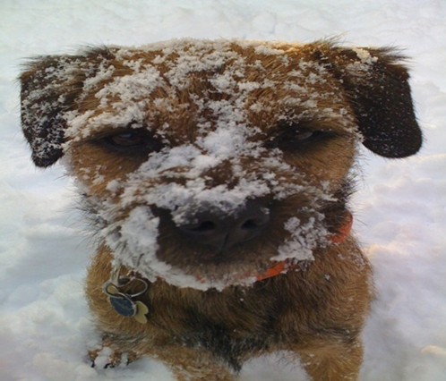 dog with muzzle full of snow