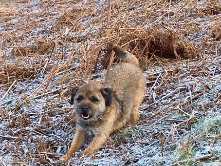 dog walking through frosty grass
