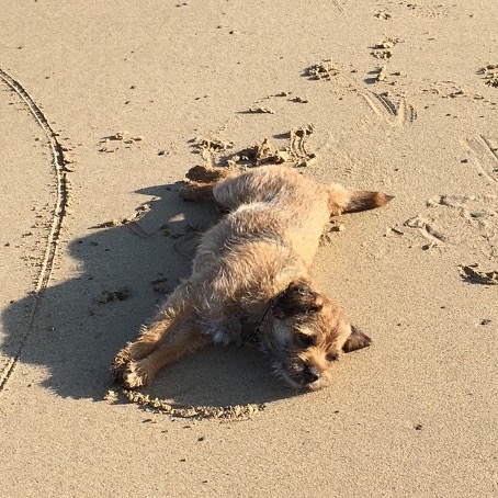 dog on beach
