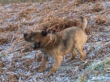 Norman the dog during walk on frosty ground