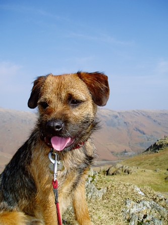 Norman the dog sitting with the backdrop of hilly countryside