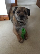 Norman the dog looking up at the camera